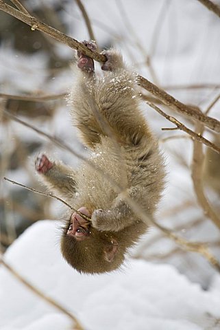 Juvenile snow monkey playing in tree branches, Honshu, Japan
