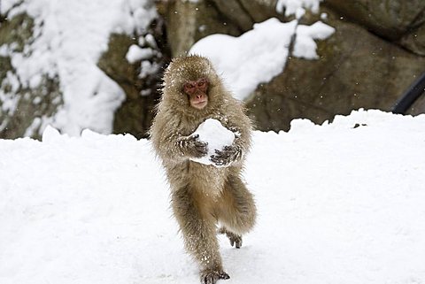 Juvenile snow monkey playing in snow, Honshu, Japan