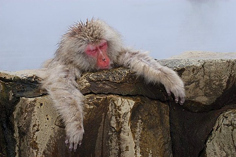 Japanese Macaque (Macaca fuscata), resting at the edge of a hot spring, Nagano, Honshu, Japan, Asia