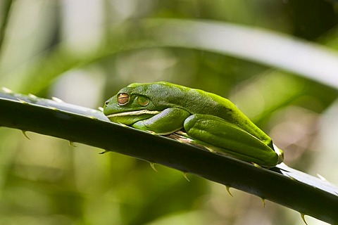 White-Lipped Green Tree Frog on palm leaf in Daintree Rainforest, Queenland, Australia
