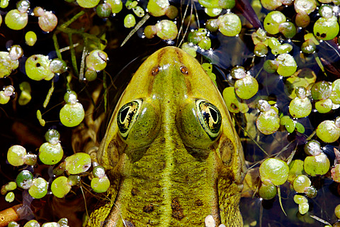 Edible Frog, Rana esculenta, Schleswig-Holstein, Germany