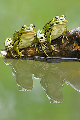 Edible frogs (Rana esculenta) with reflection