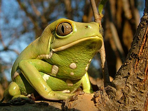 Close-up of a Waxy monkey tree frog (Phyllomedusa sauvagii) sitting on a branch, Gran Chaco, Paraguay
