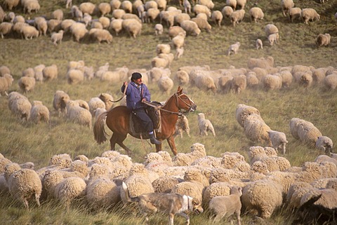 A gaucho yells and swings his crop to keep the sheep moving at Estancia Los Corrales.